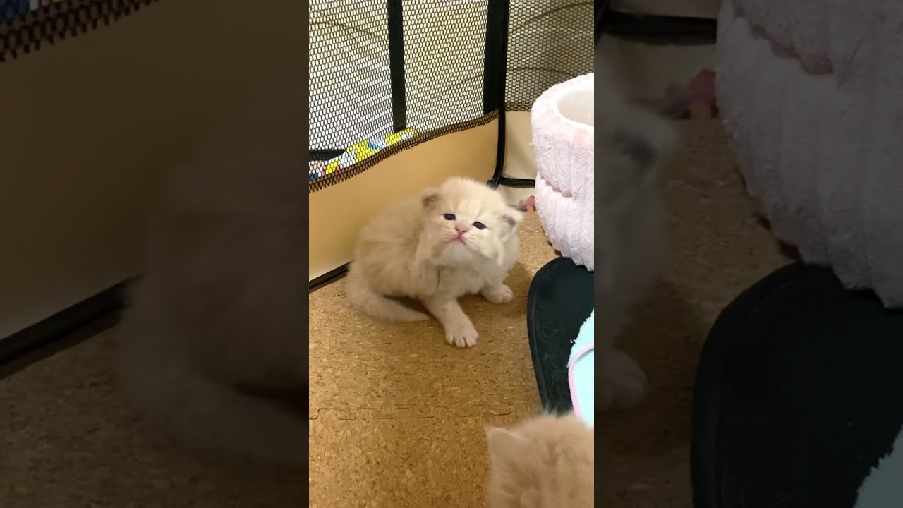 クビを掻く子猫。激しく動く耳がかわいすぎる【サイベリアン】 #shorts