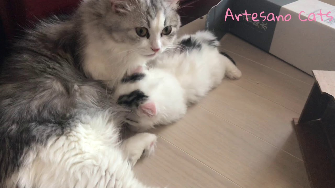 特集！ キンカロー(マンチカン×アメリカンカール) 子猫 5ベイビーズ ニコ君編