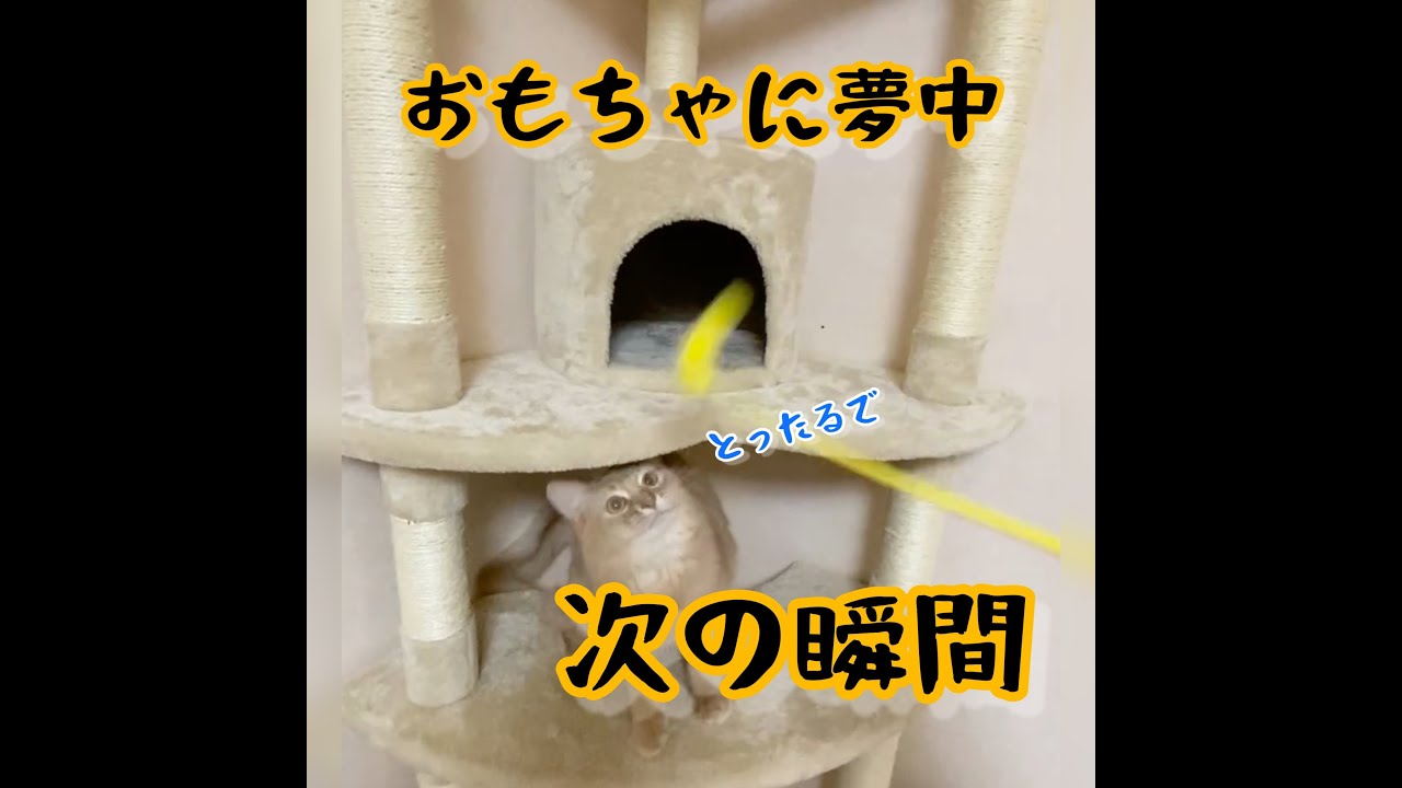 ハプニング　#shorts #ねこ #ソマリ #どじっこ