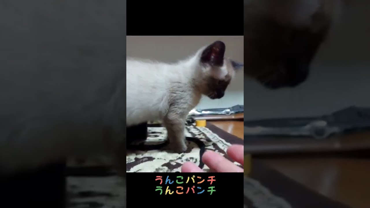 シャム猫MIXのピッコロ 子猫の頃のうんこパンチ