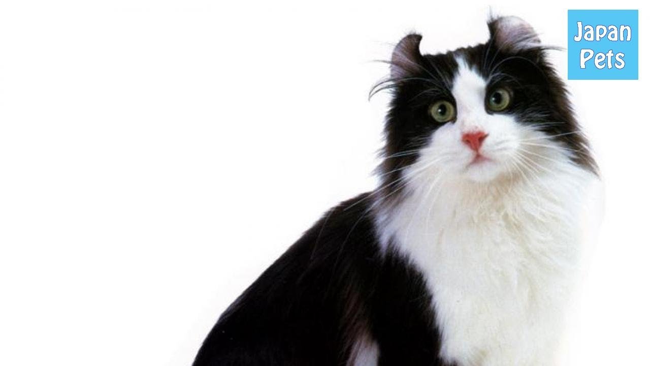 アメリカンカールの里親になる前に性格や耳掃除のケア、病気を知ろう - Japan Pets