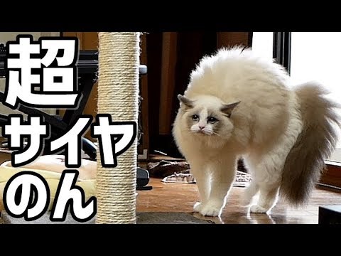 ついにヤツが目覚めた・・・伝説のスーパーサイヤのん！？【ラグドール Ragdoll Cat】