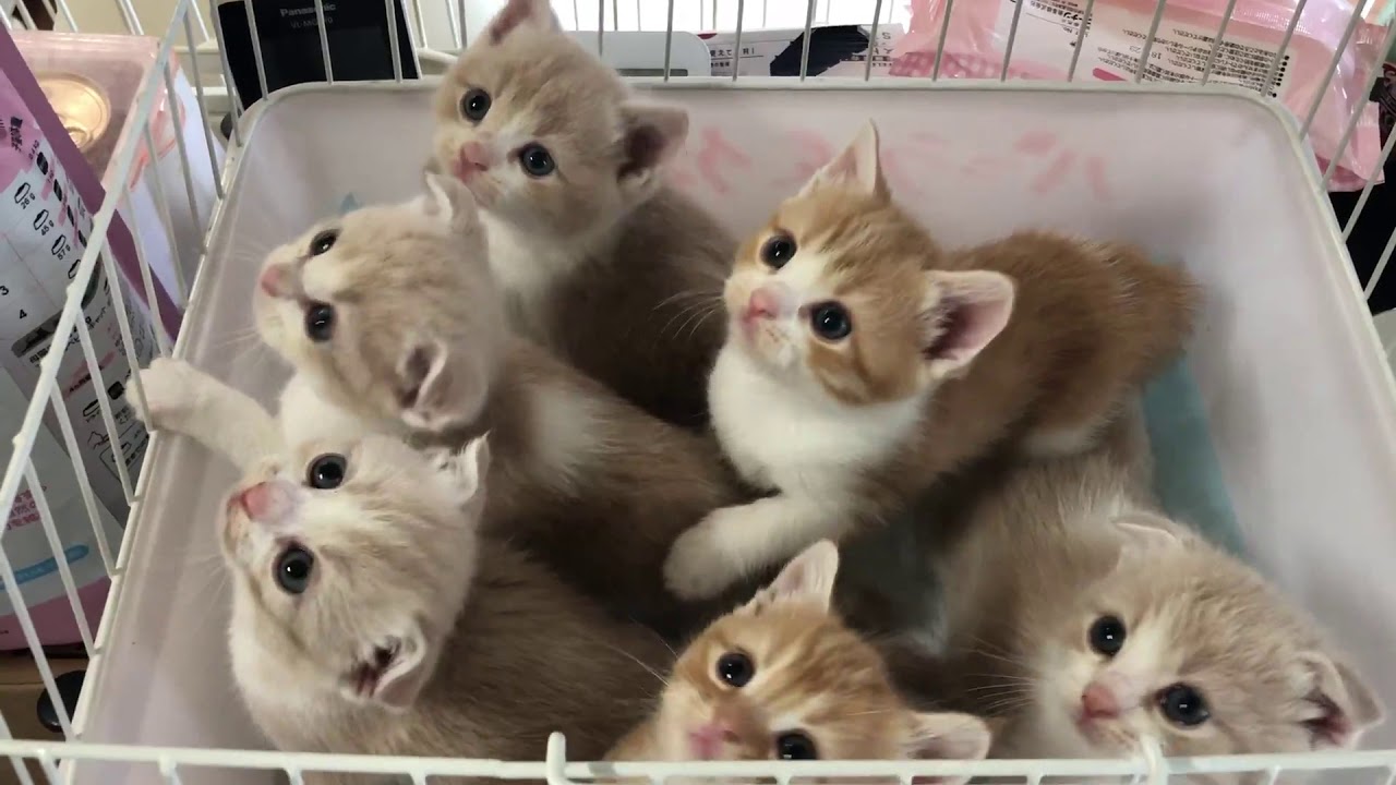 スコティッシュフォールド 子猫