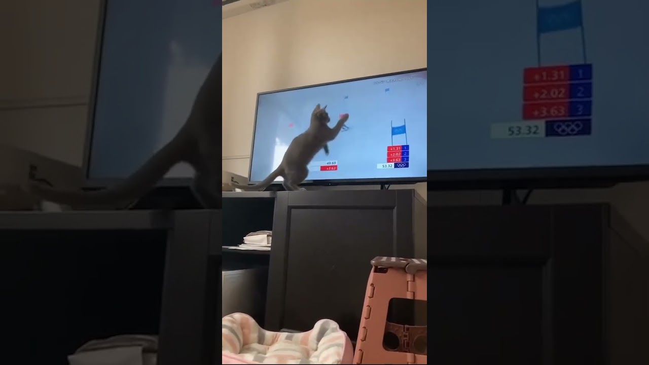 アルペンスキーに夢中の子ネコ【ロシアンブルー】#cat #russianbluecats #ねこ #かわいい猫