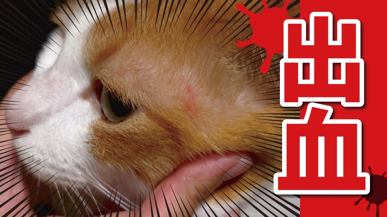 【ヤメテ…】先住猫の自傷行為が止まりません…【関西弁でしゃべる猫】