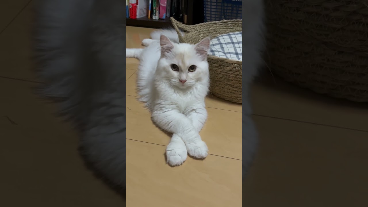 可愛く待てばご飯くれると思ってる猫【サイベリアン】#ショート動画