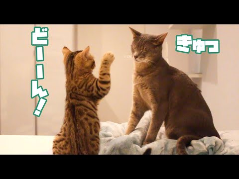 先住猫、子猫にボコボコにされる（アビシニアンMIX＆ベンガルMIX子猫） #shorts