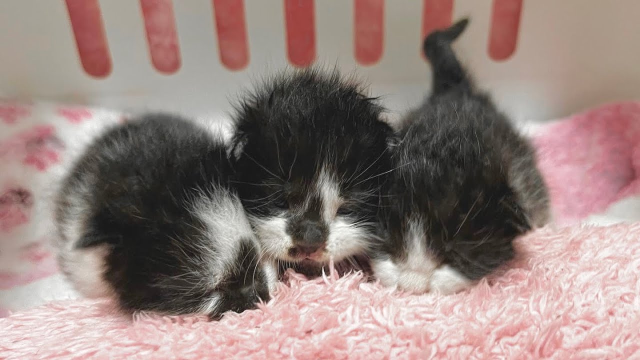 命のリレーでやって来た生後10日の子猫【お盆3兄妹#1】Taking care of rescued kittens.
