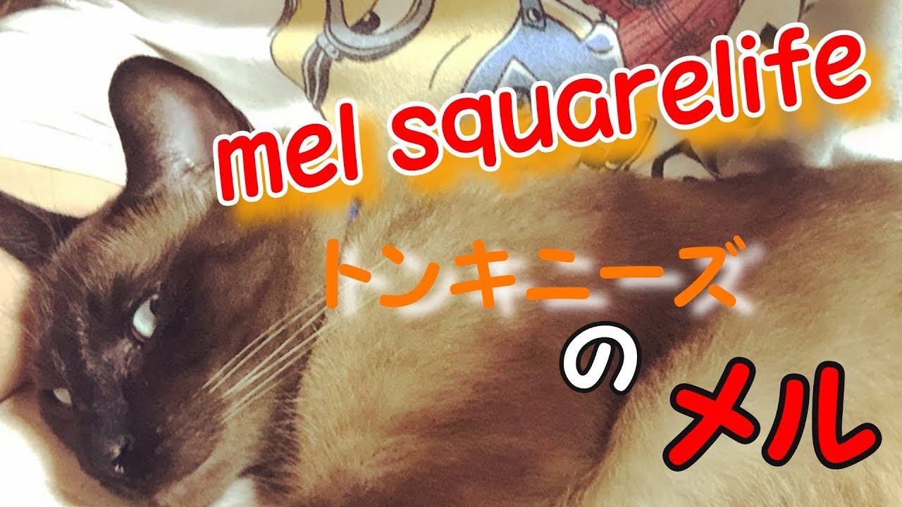 トンキニーズのメルです！【mel squarelife】