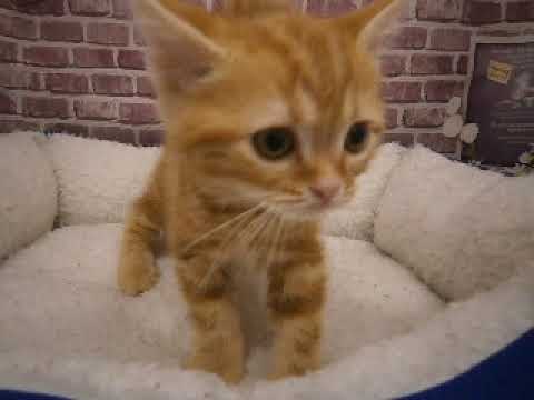 607845 アメリカンショートヘアー