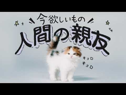 ペットショップCOO＆RIKU「新しい家族候補」スコティッシュフォールド編　クーリク