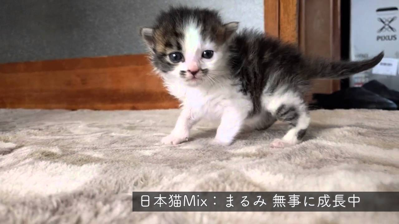 日本猫Mix：まるみ よちよち歩き。無事に成長中