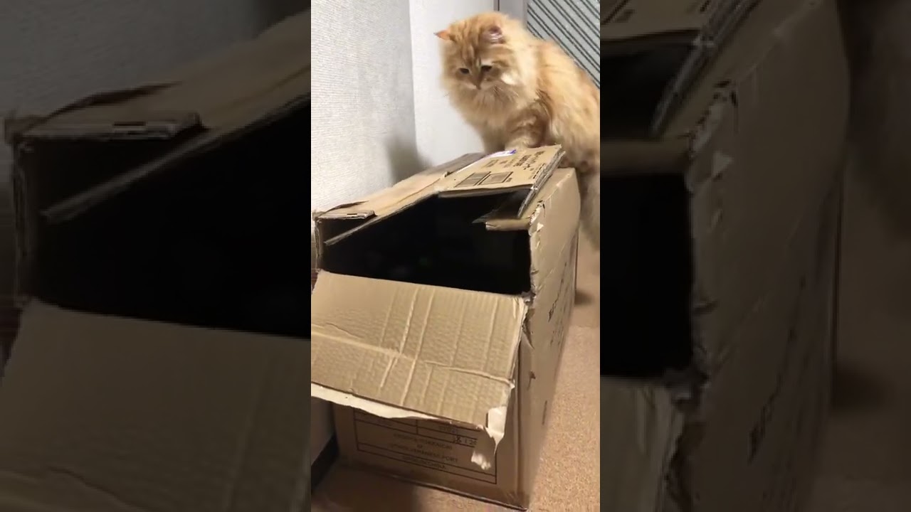 暗闇からねこ【ラガマフィン 】