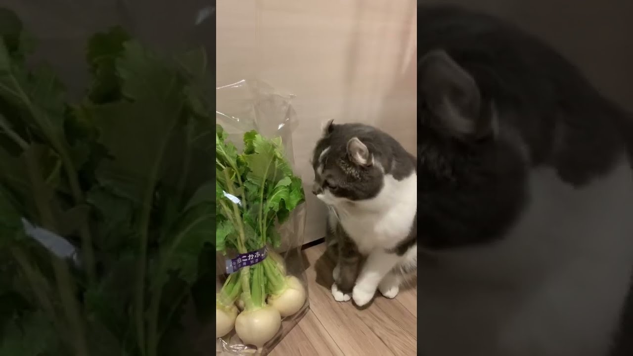 かぶさん、初めまして【アメリカンカール・たぴ】
