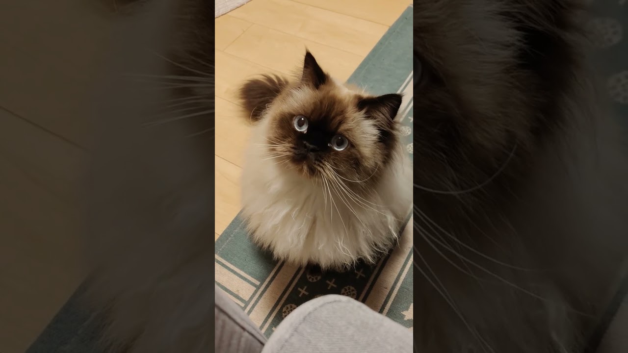 【ヒマラヤン】きゅるんきゅるんな瞳の猫