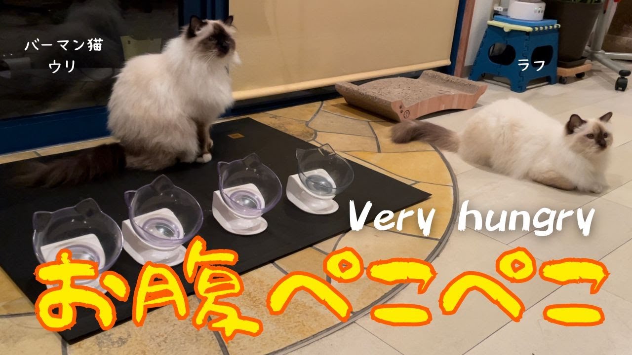 今日の晩ごはんまだかニャ⁉︎【お腹ぺこぺこ】Very Hungry （バーマン猫）Birman/Cat