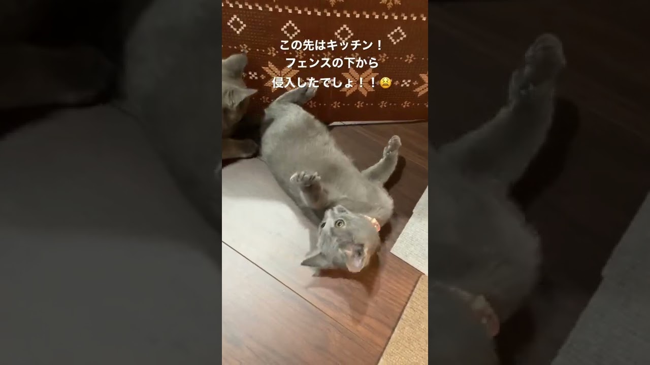 イタズラがバレてプチパニックになる猫もかわいい #シャルトリュー #仔猫 #chartreux