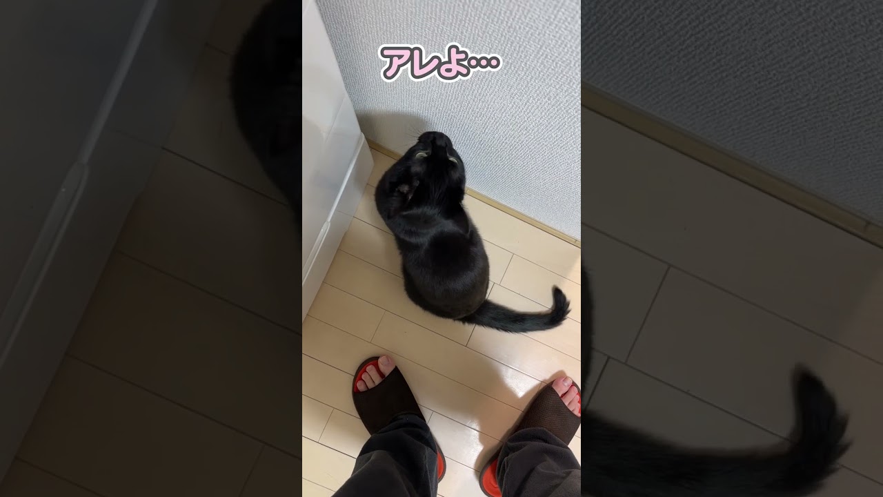 世界一可愛らしく、遊びに誘う猫