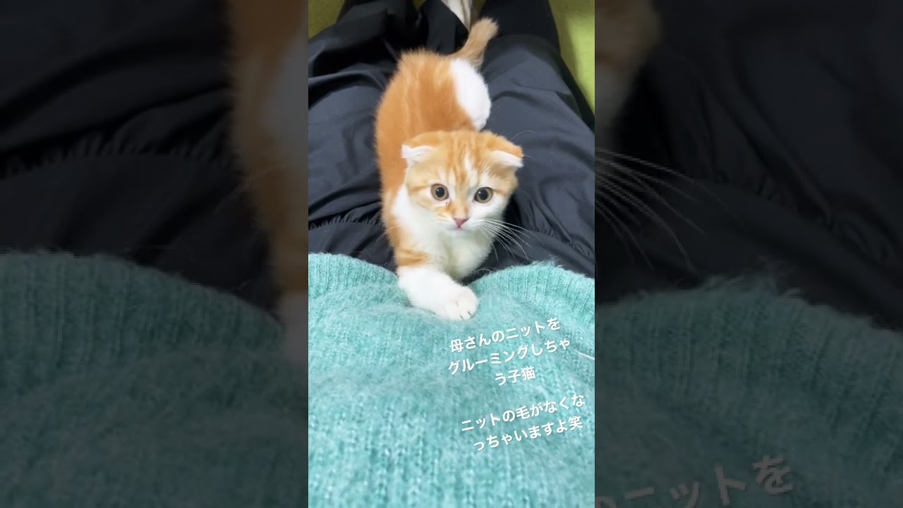 母さんのニットをグルーミングする子猫が可愛い💕#猫 #スコティッシュフォールド #cat #子猫 #猫動画