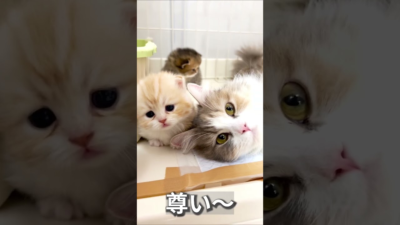 ママとゴロゴロ〜♪#shorts #ミヌエット #マンチカン #子猫