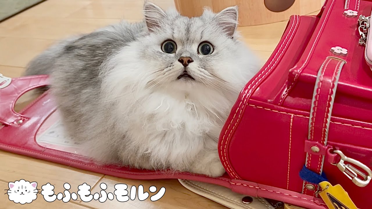 どうして猫はランドセルが好きなのでしょうか 【サイベリアン】