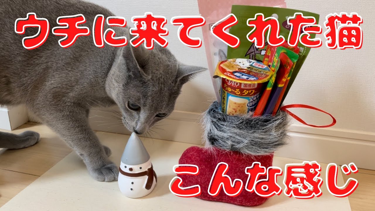 猫にクリスマスプレゼントあげた結果【ロシアンブルー】