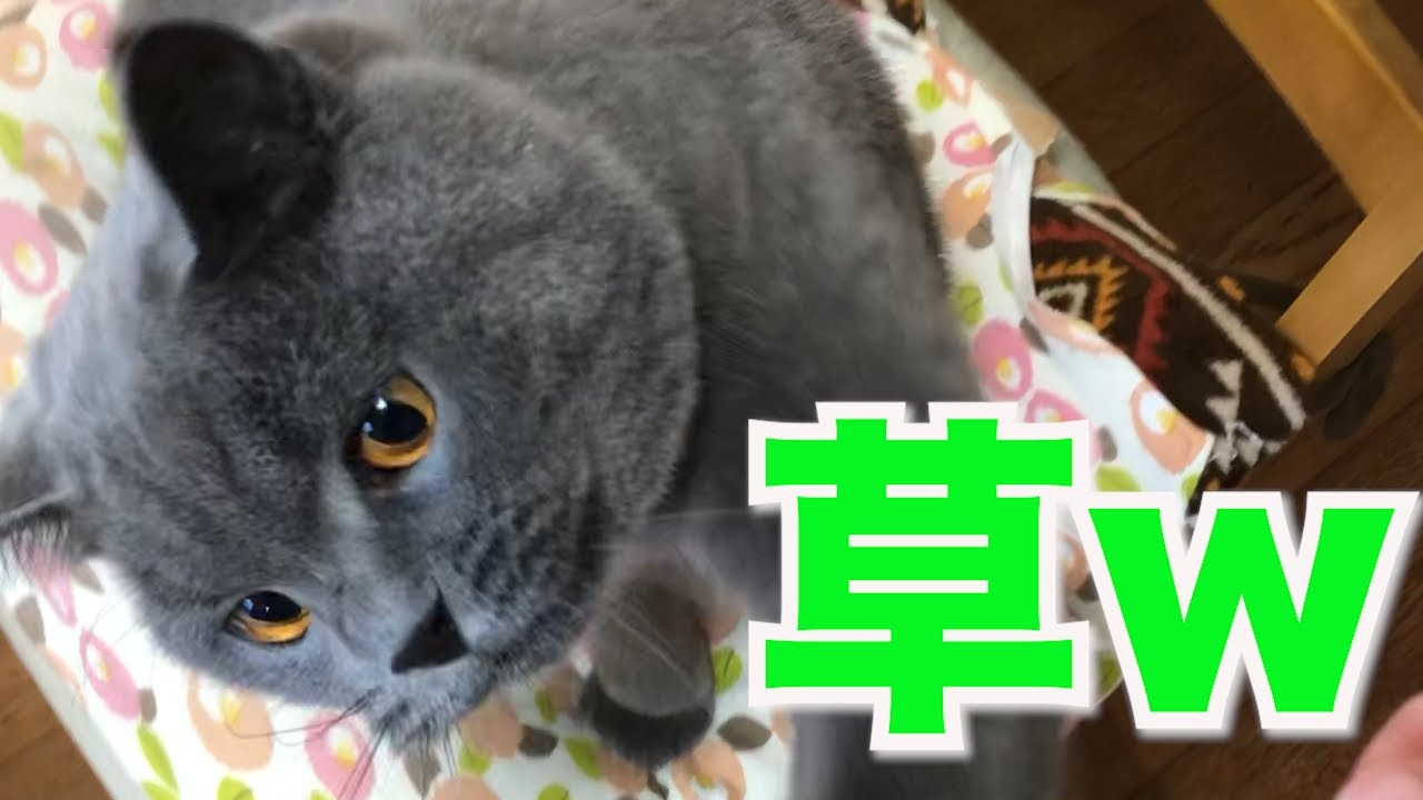 実家の可愛い猫【ブリティッシュショートヘア】