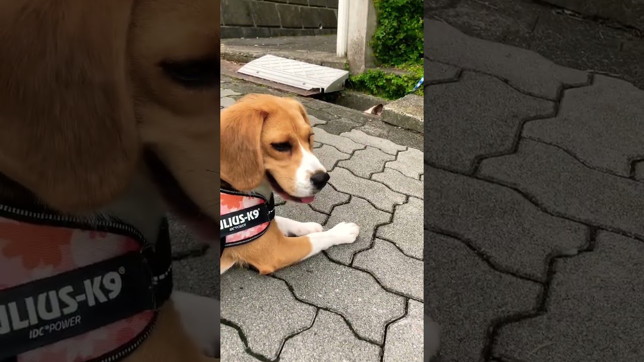 遊ぼうよー#ビーグル#シャム猫