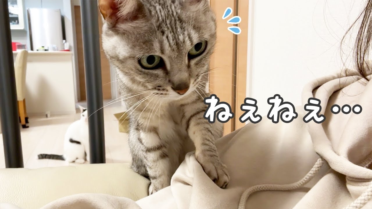 寂しいのか甘えたいのか謎な猫が可愛い…！