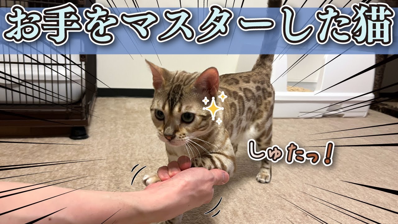 お手をマスターしたベンガル猫。-Bengal cat who mastered his hand.-