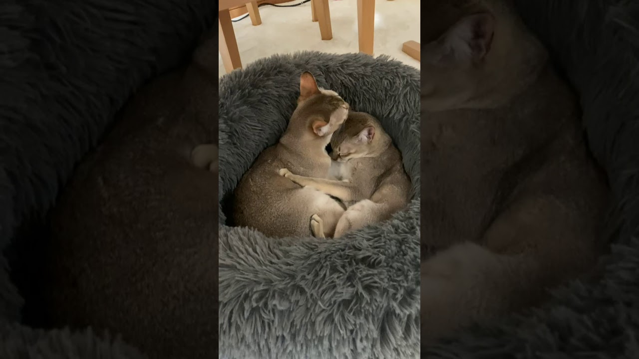 仲良しシンガプーラ姉妹