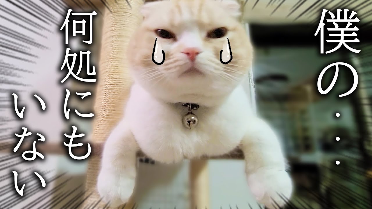 最愛の友達が家出したと思い必死に探し回る子猫と犬がこちら...