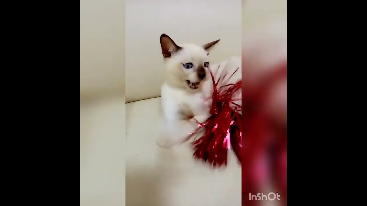 トンキニーズ 【シャンパンミンク】美人さんでクリックリのアクアの瞳