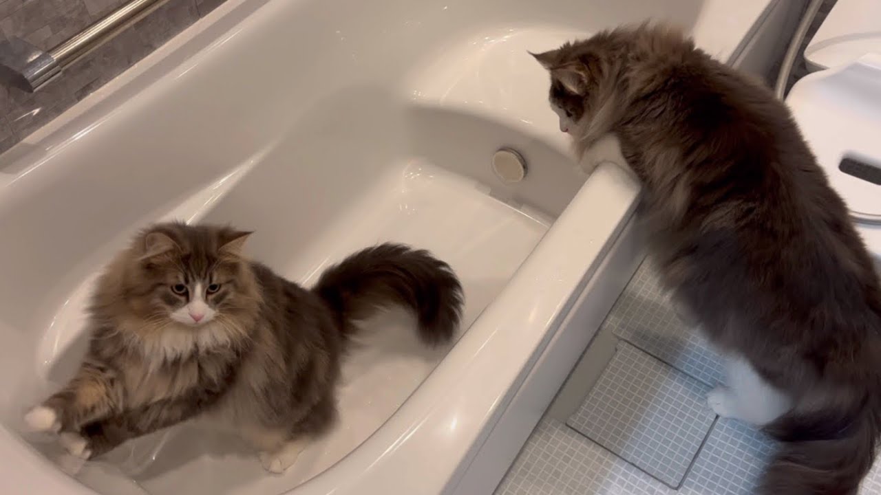 【猫風呂】お風呂場探検隊‼︎ノルウェージャンフォレストキャットの可愛い行動www