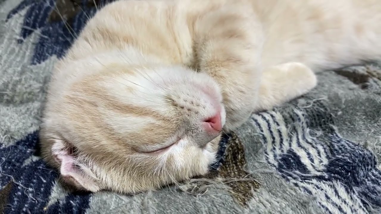 スコティッシュフォールド 子猫