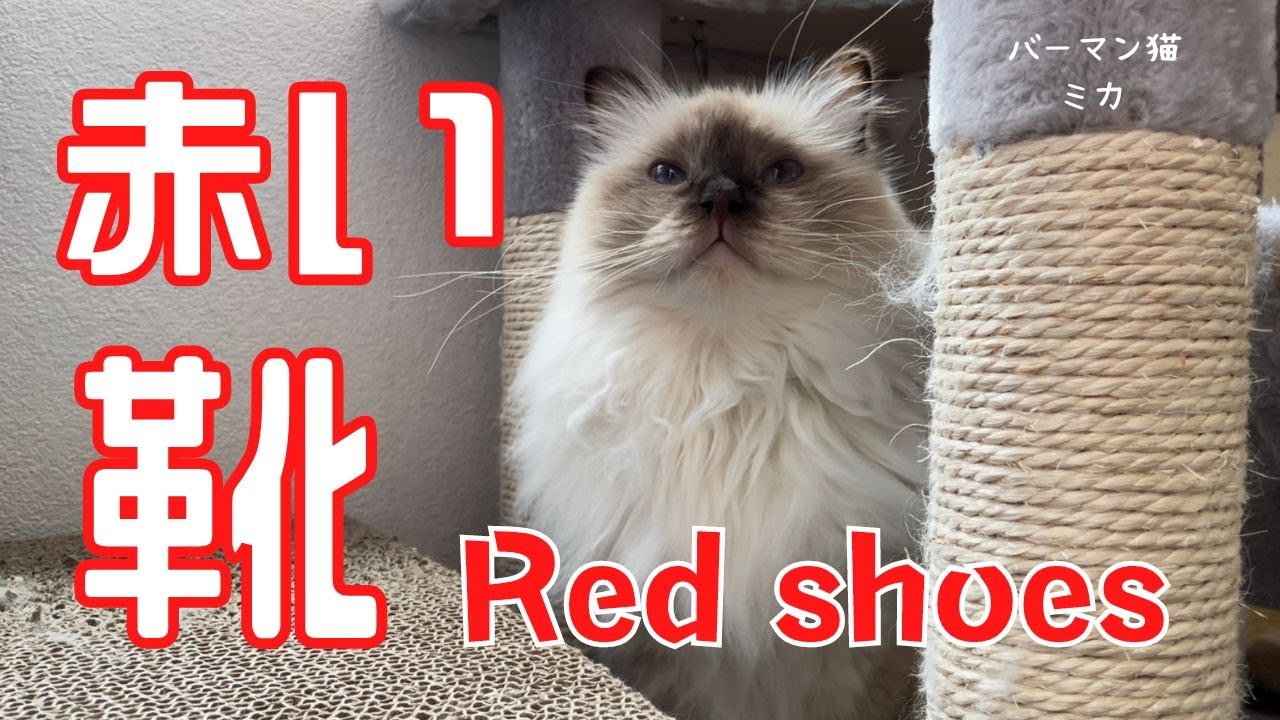 寒くなったニャ【赤い靴】Red shoes（バーマン猫）Birman/Cat