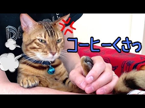 コーヒーの匂いが断固拒否っ！なベンガル猫テト！