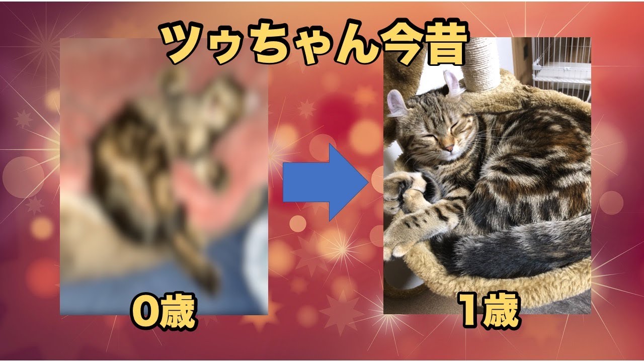 アメリカンカールのツゥちゃん、1年でここまで大きく！成長を振り返ります！