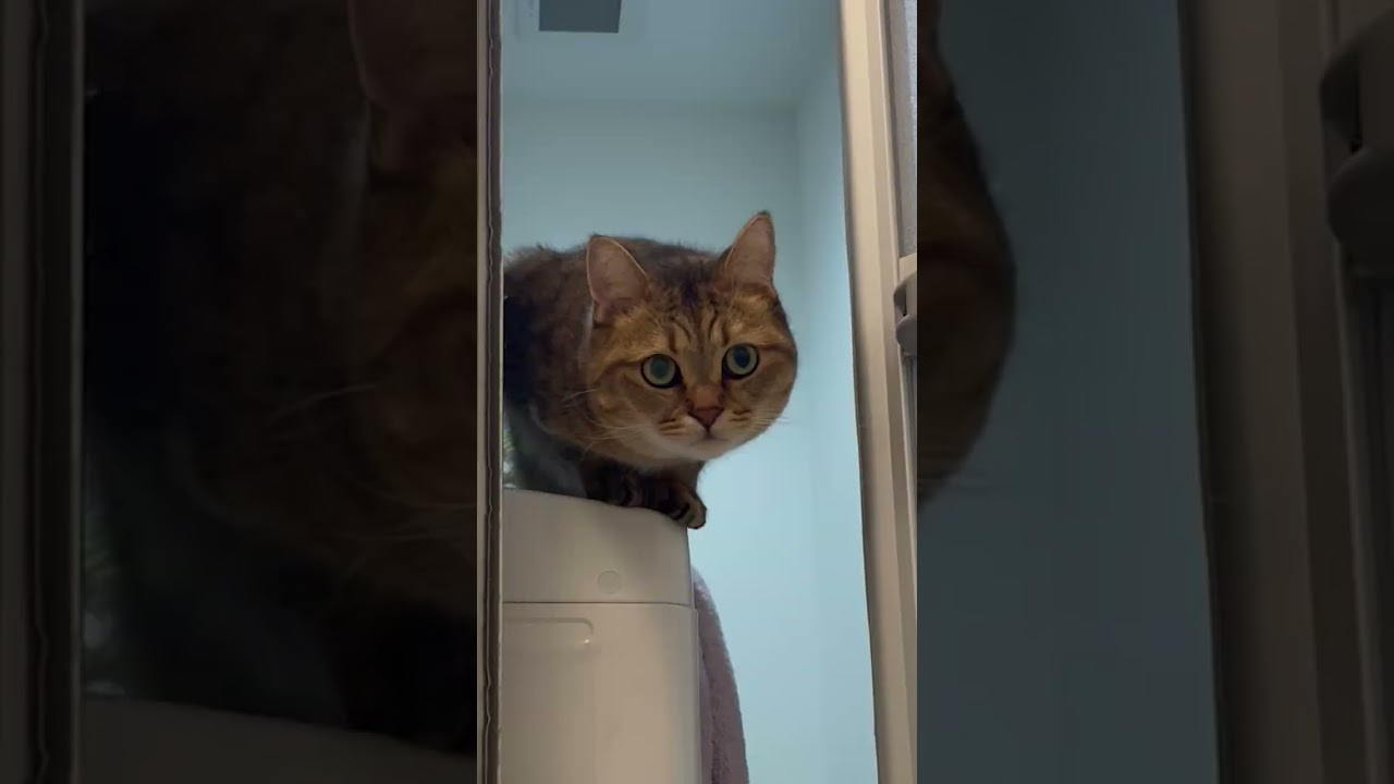 人のお風呂を覗いてとっても満足そうな猫　#shorts