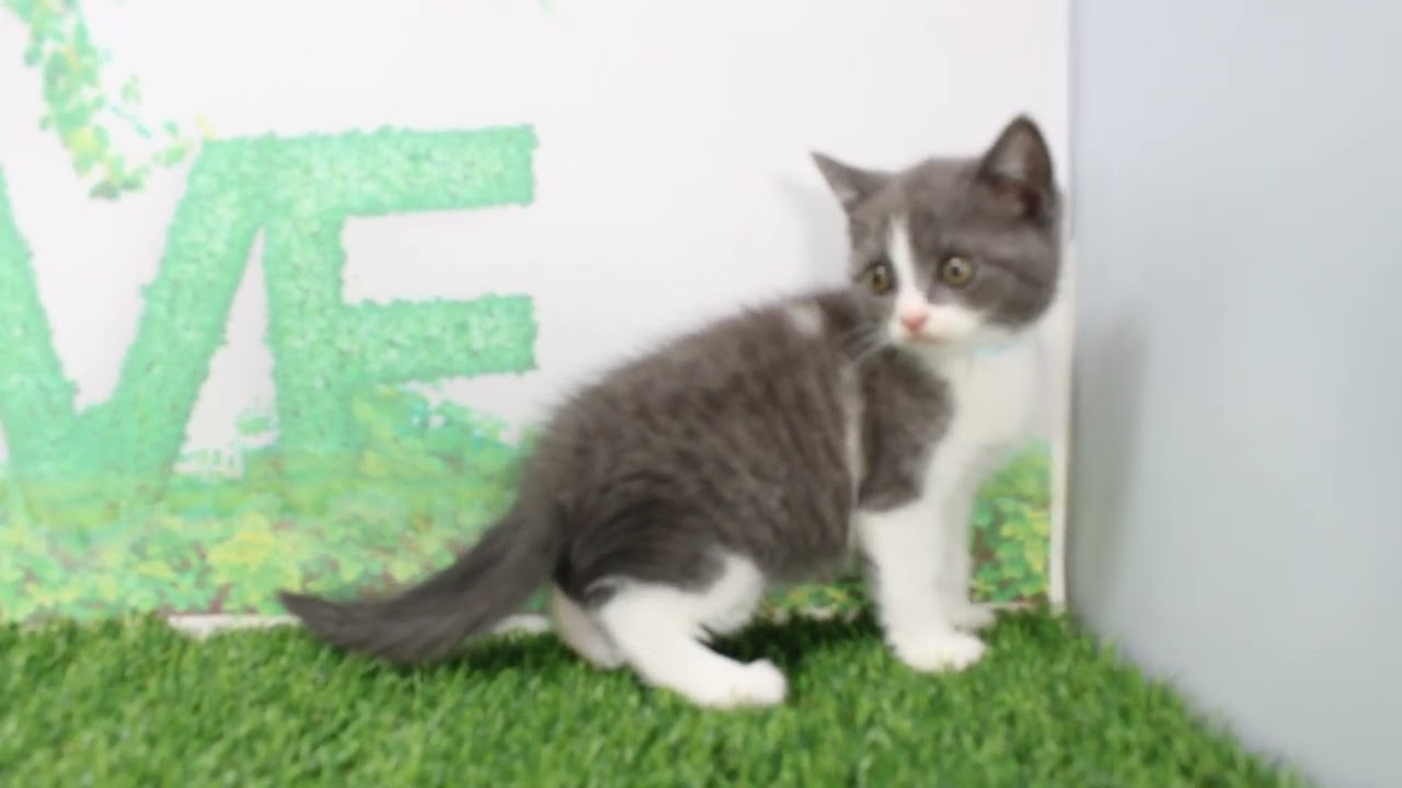 Coo&RIKU　No609234　ブリティッシュショートヘアー