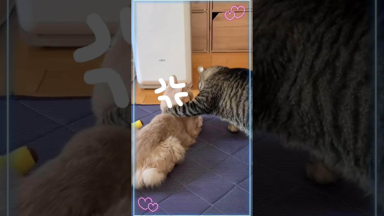 強引にキスしようとした結果🙀#shorts #猫 #キジトラ #ソマリ #Kiss