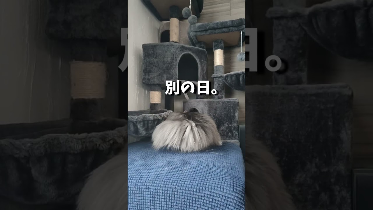 サイベリアン姉弟のキャットタワー争奪戦が見ててほのぼのする【サイベリアンのラフィ】#shorts
