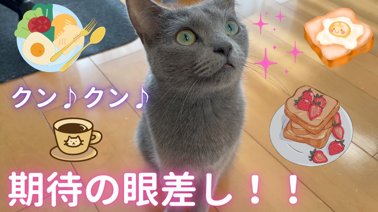 猫と過ごす休日の朝（ロシアンブルー）