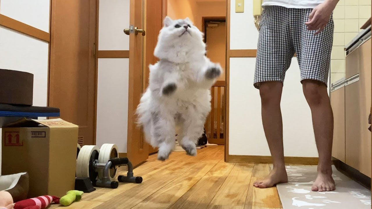 ペルシャ猫の驚異的な跳躍力
