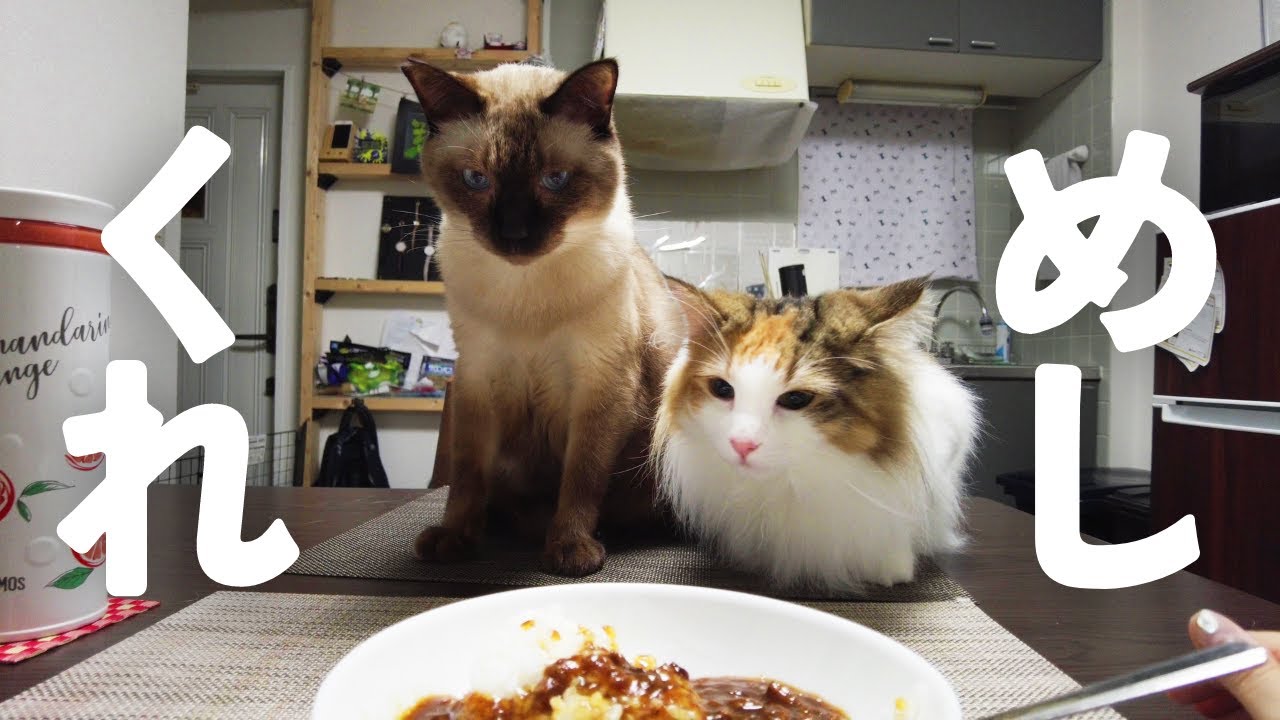 飼い主の夕食に圧力をかけまくる元野良の保護猫＆美人猫ｗｗ【シャム猫・シャムミックス/ノルウェージャンフォレストキャット】
