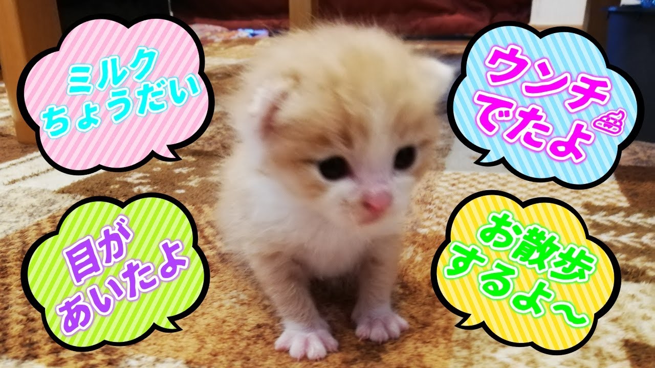 [茶トラの赤ちゃん]生まれたての子猫！目があいてミルク飲むよ（保護猫）