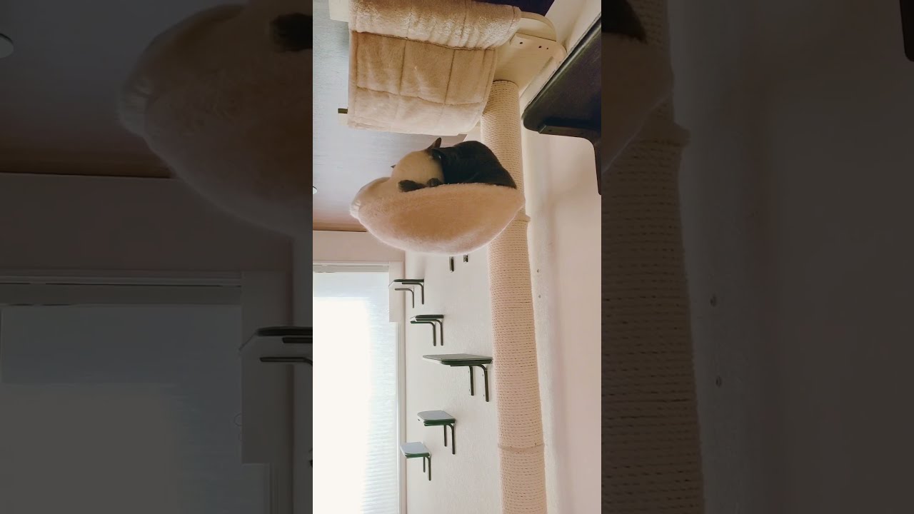 【ロシアンブルー×トンキニーズ】兄弟猫 #shorts