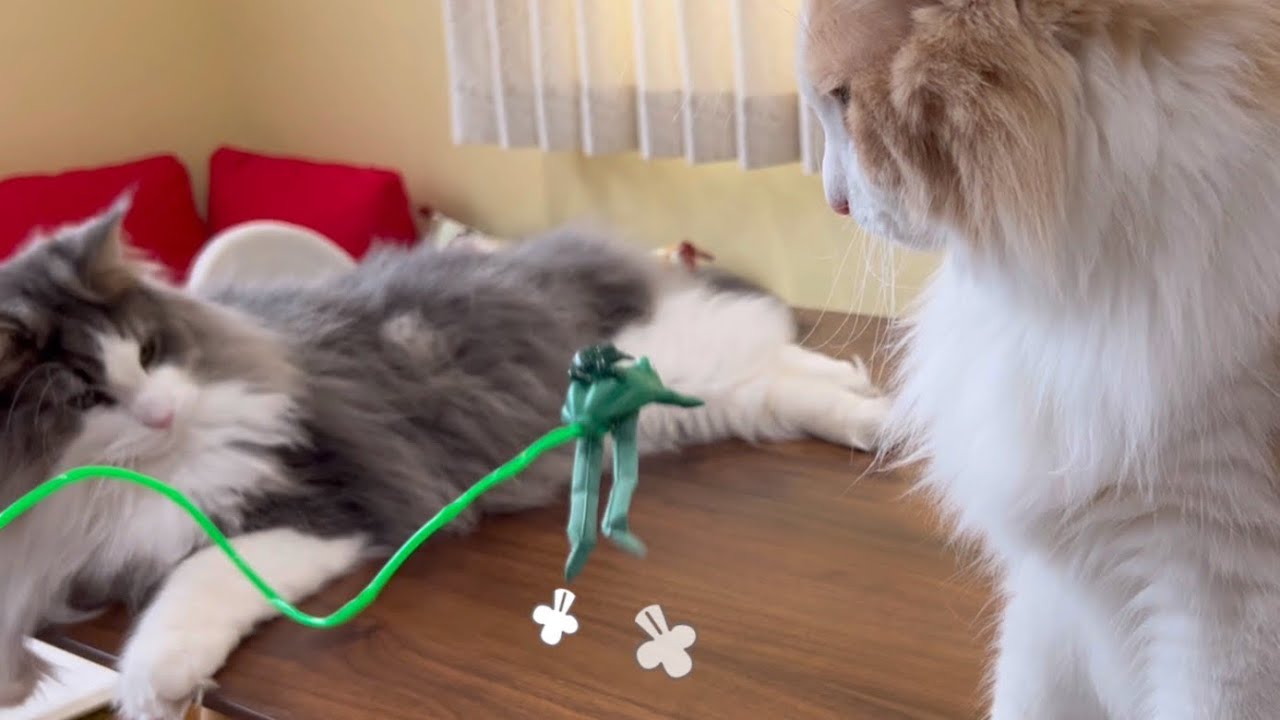 【蛙】カエルさんと遊ぼう。ノルウェージャンフォレストキャット