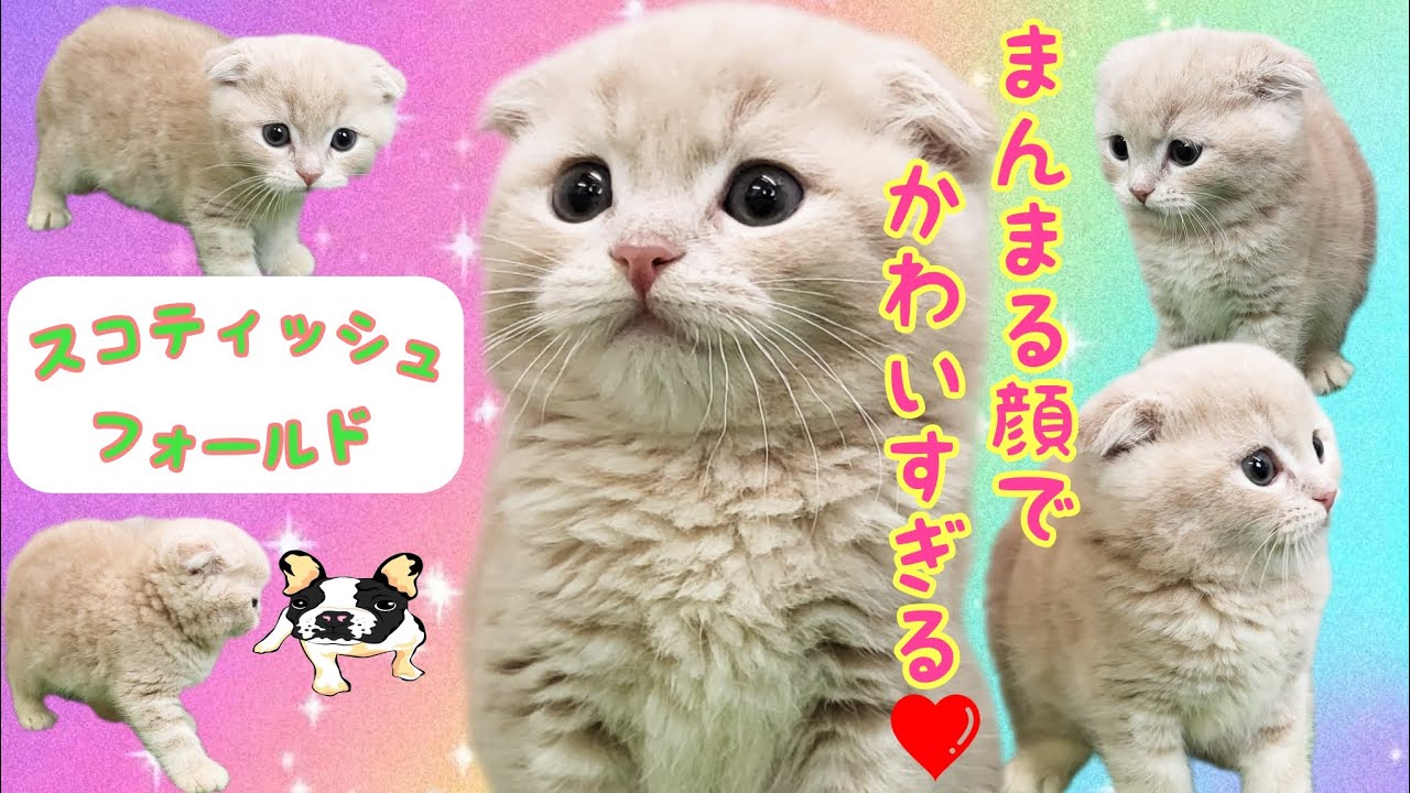スコティッシュフォールド・子猫【鶴見元宮店】