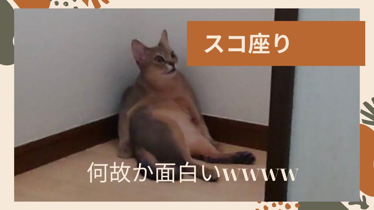 【降臨】となりのトトロ猫を発見（ベンガル猫とアビシニアン）funny cat videos #shorts
